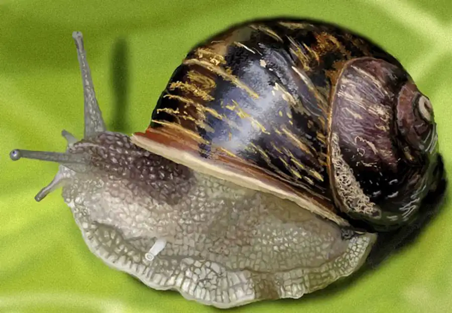 Системы органов брюхоногих моллюсков