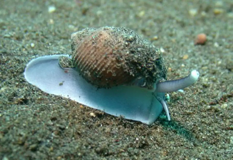 Общий обзор брюхоногих моллюсков