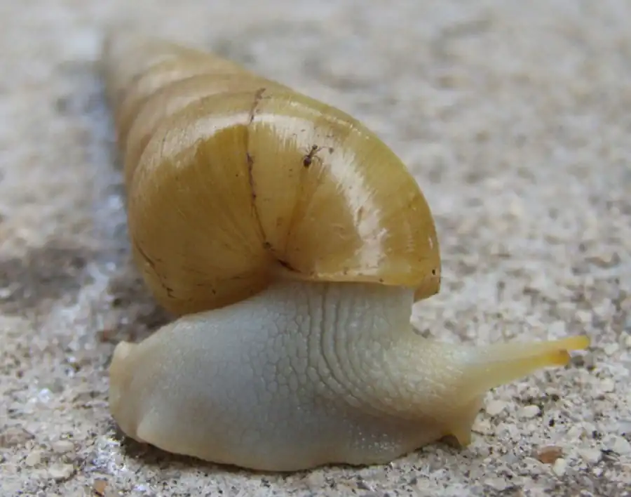 Нервная, пищеварительная и дыхательная системы брюхоногих моллюсков