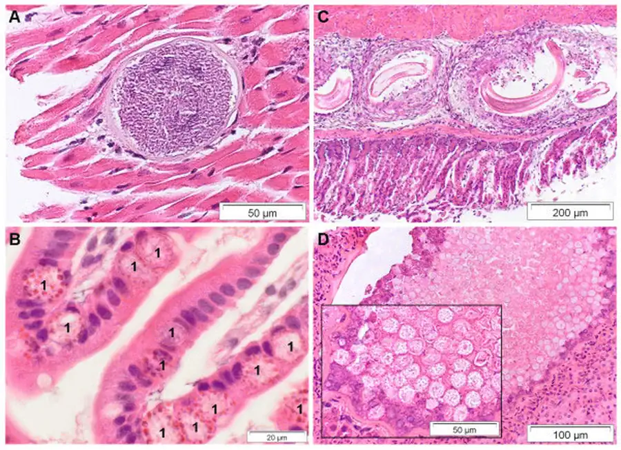 Подкласс Саркоспоридии (Sarcosporidia)