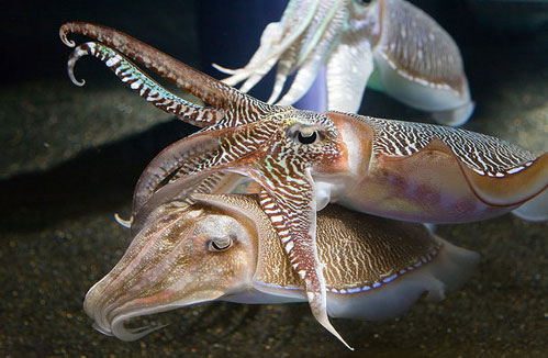 Класс Головоногие (Cephalopoda)