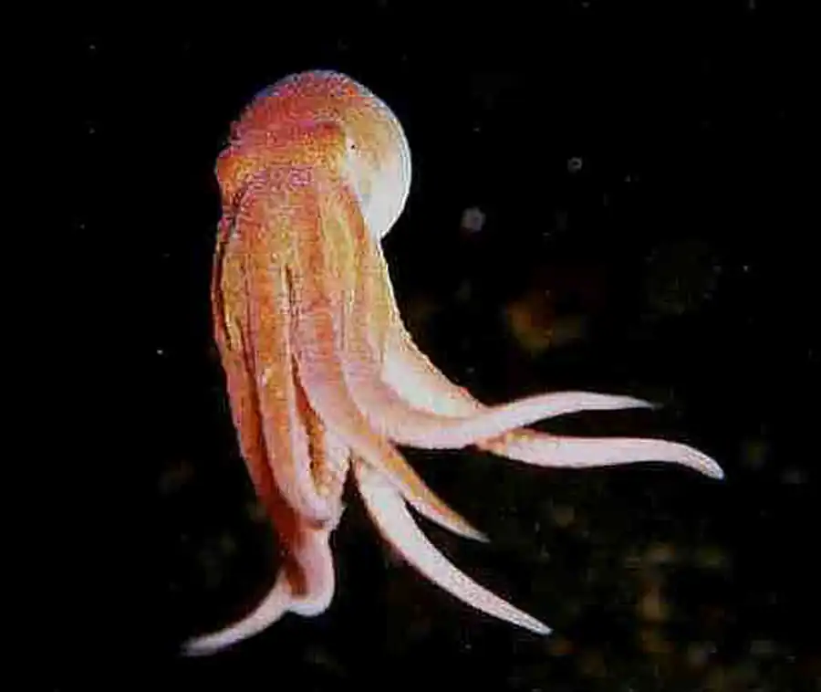 Строение головоногих моллюсков