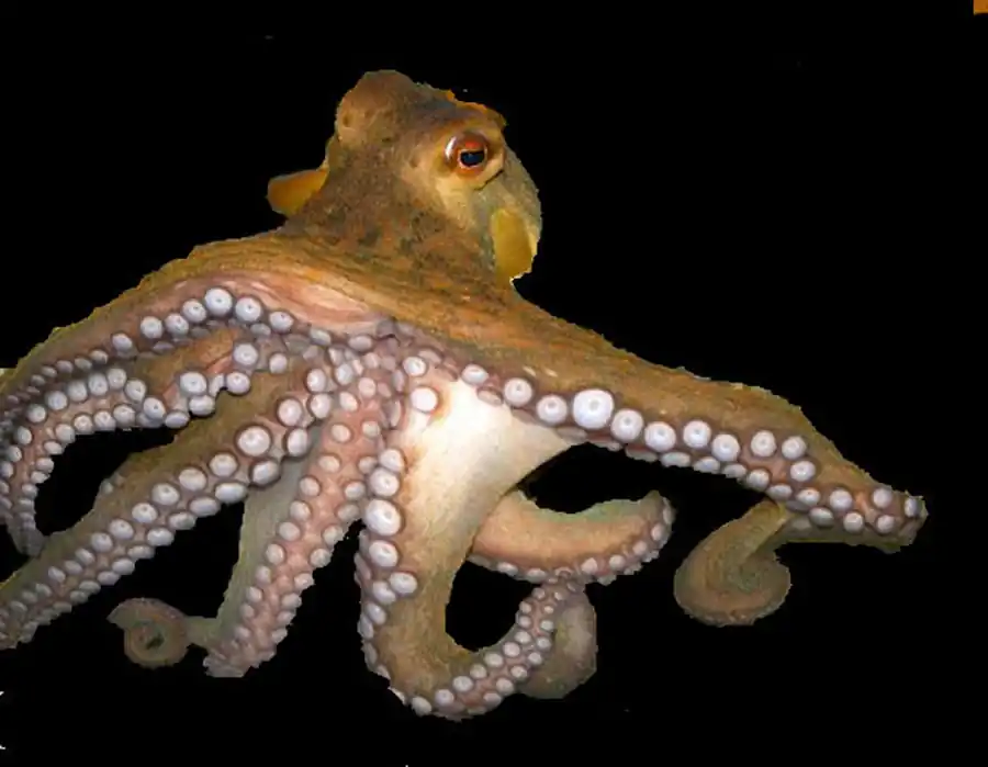 Экология и распространение головоногих моллюсков