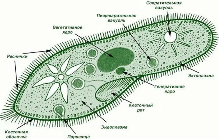 Класс Ресничные Инфузории (Ciliata)