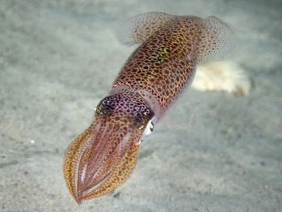 Системы органов головоногих моллюсков