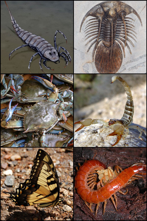 Тип Членистоногие (Arthropoda)
