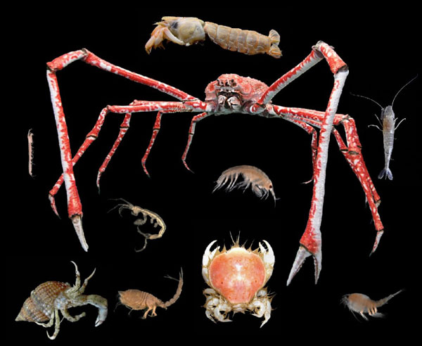 Классификация ракообразных (crustacea)