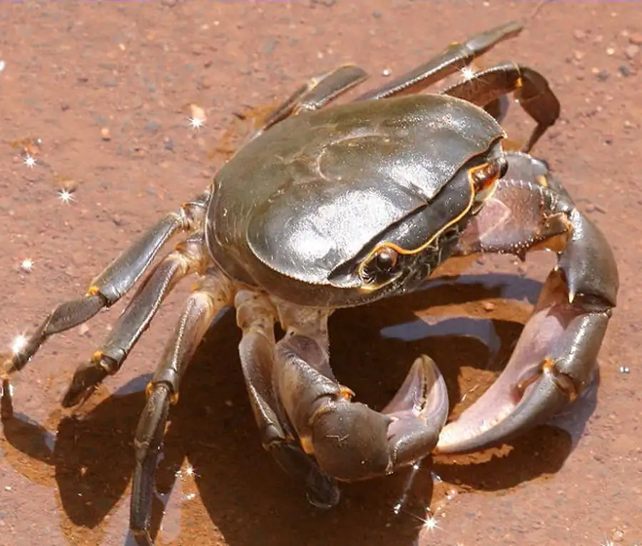 Нервная система и органы чувств ракообразных