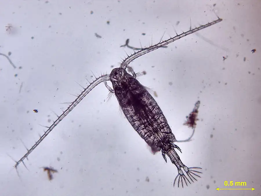 Отряд Веслоногие (Copepoda)
