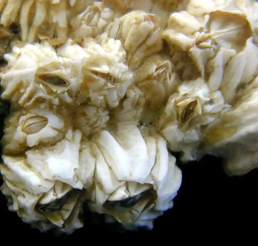 Морские уточки и морские желуди