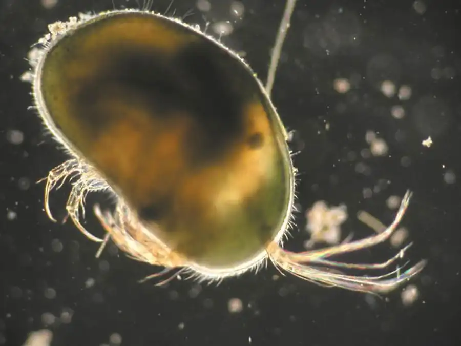 Ракушковые (Ostracoda) и Высшие ракообразные (Malacostraca)