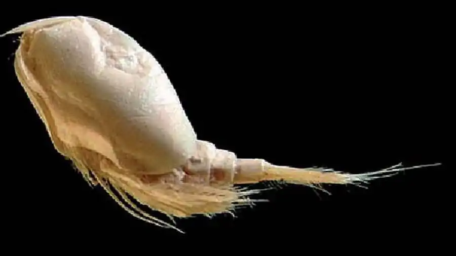 Отряд Тонкопанцирные (Leptostraca) и отряд Мизиды (Mysidacea)