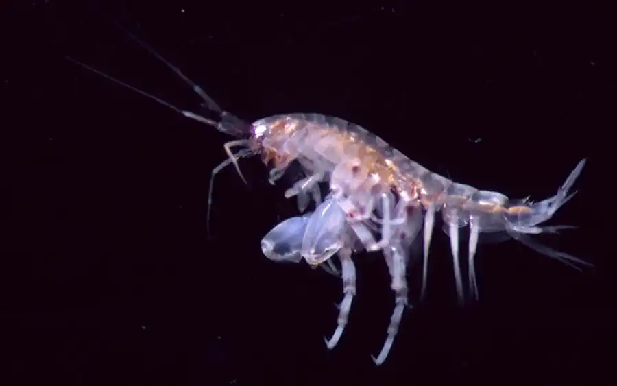 Отряд Бокоплавы (Amphipoda)