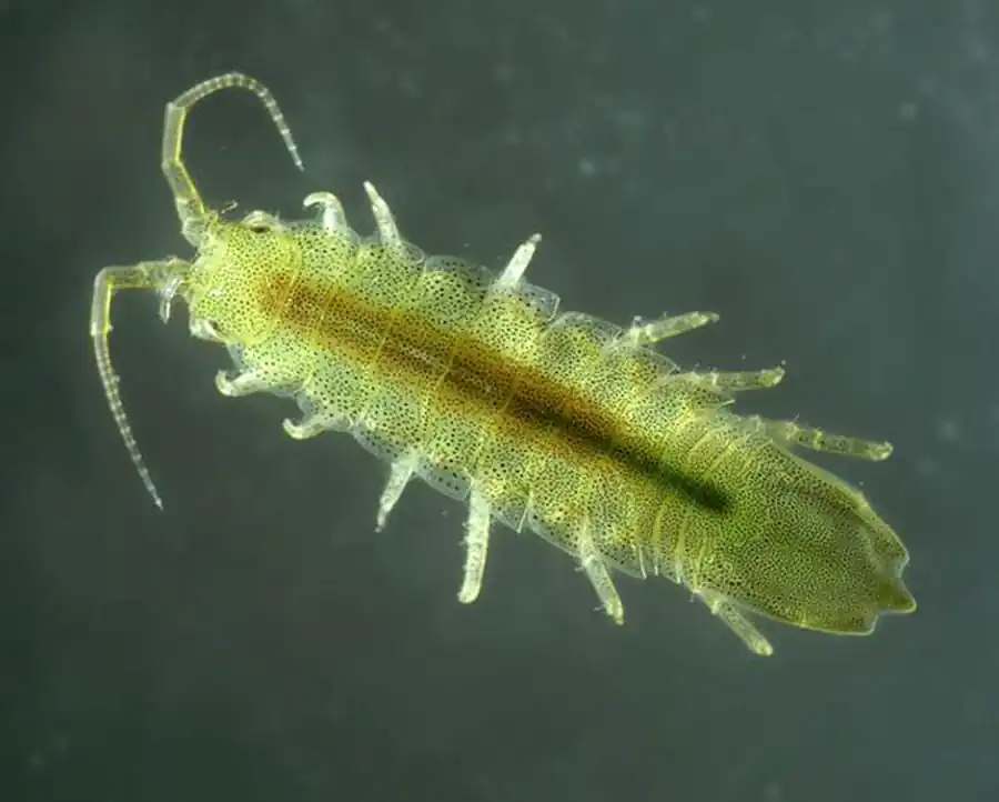 Отряд Равноногие (Isopoda)