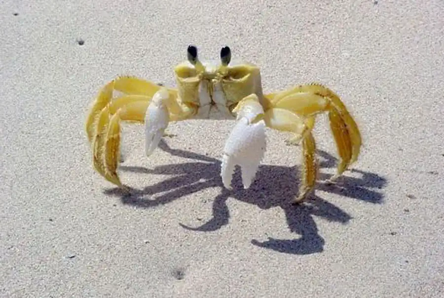 Метаморфоз у десятиногих ракообразных