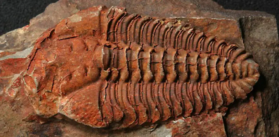 Подтип Трилобиты (Trilobita)