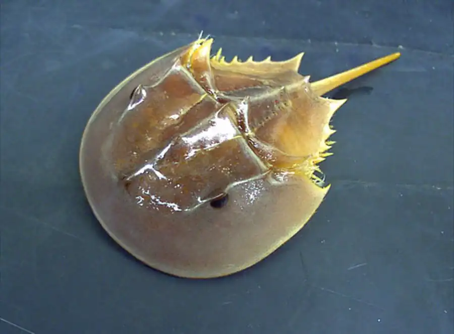 Класс Меростомовые (Merostomata, или Palaeostraca)