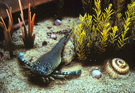 Отряд Ракоскорпионы (Eurypteroidea)