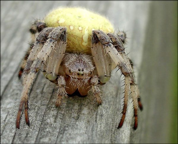 Класс Паукообразные (Arachnoidea)