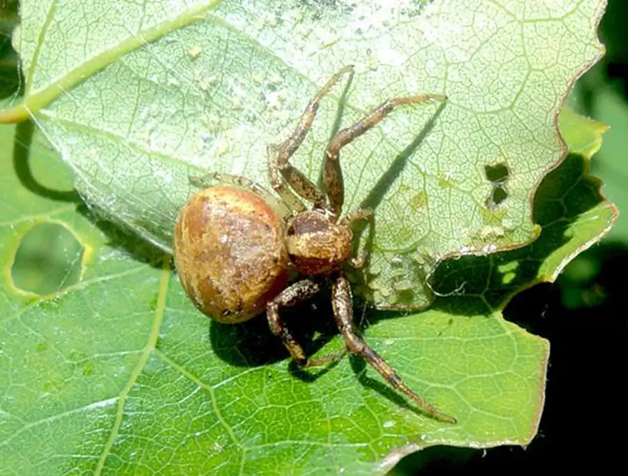 Строение и нервная система паукообразных