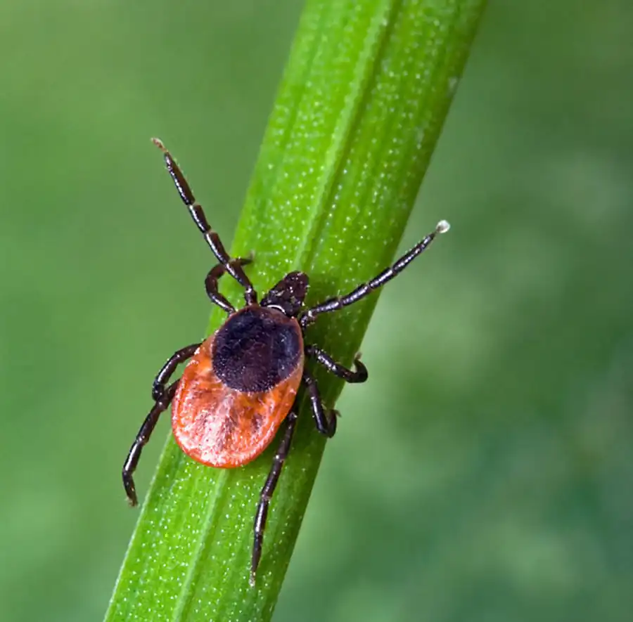 Иксодовый клещ (Ixodes ricinus)