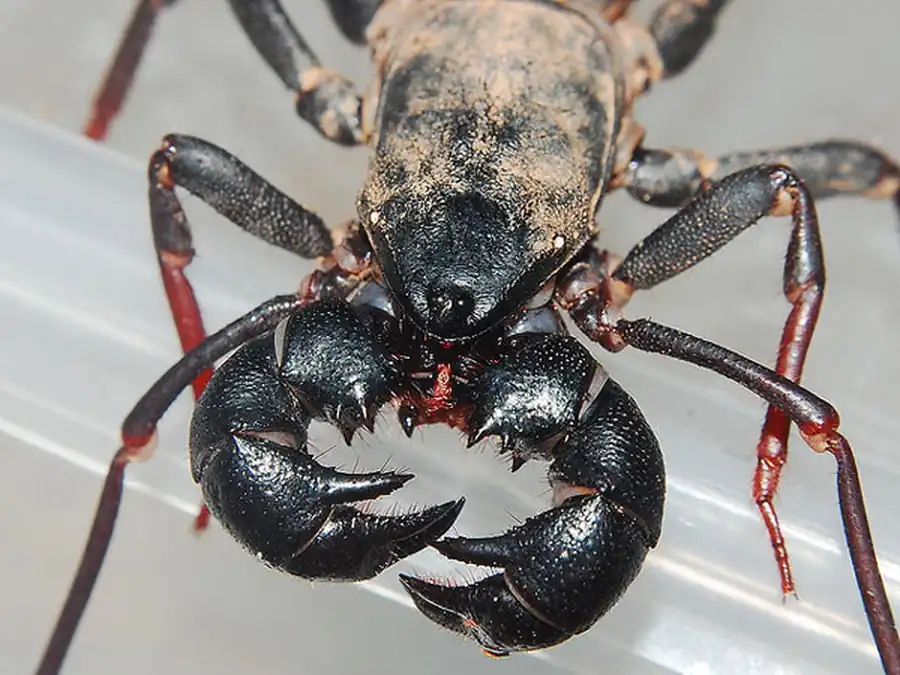 Жгутоногие, ложноскорпионы, сольпуги и сенокосцы