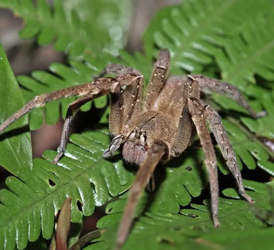 Отряд Пауки (Araneae)