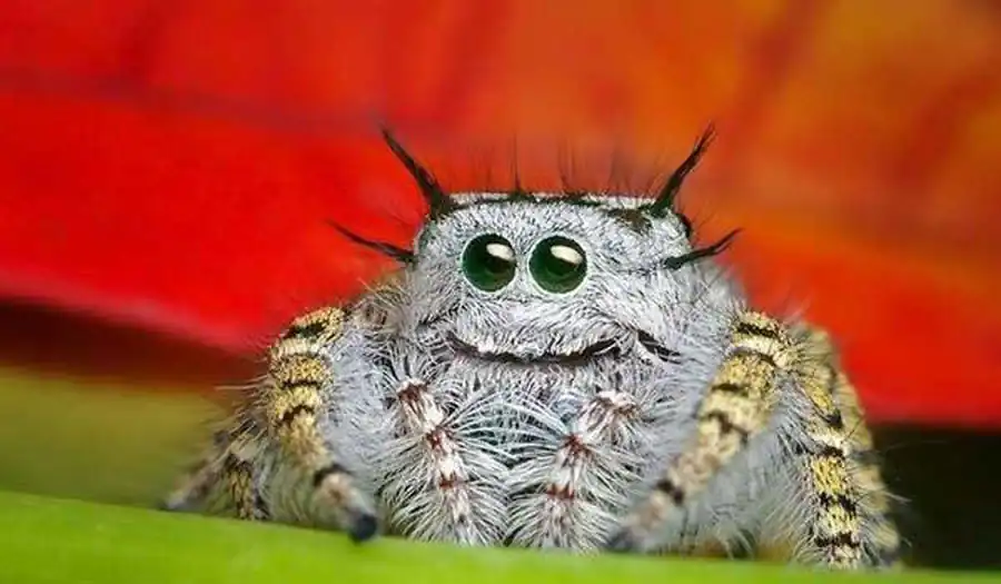 Образ жизни паукообразных