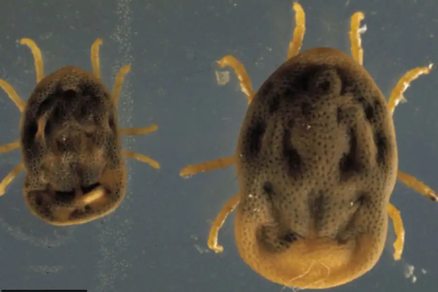 Аргаазовые клещи (Argasidae)