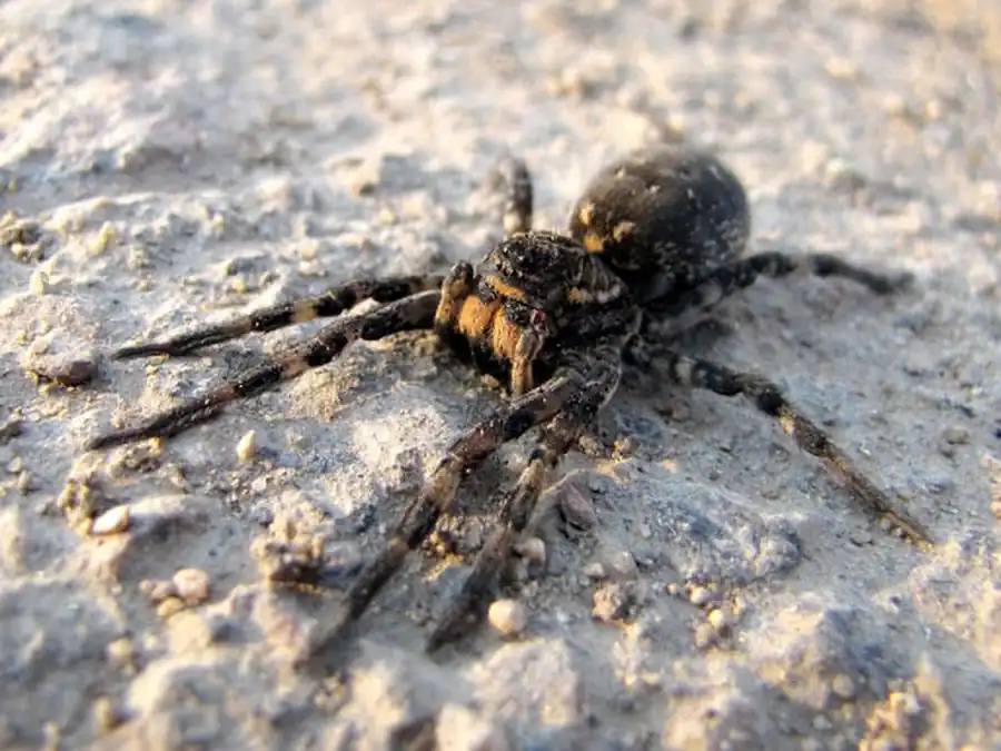 История развития хелицеровых