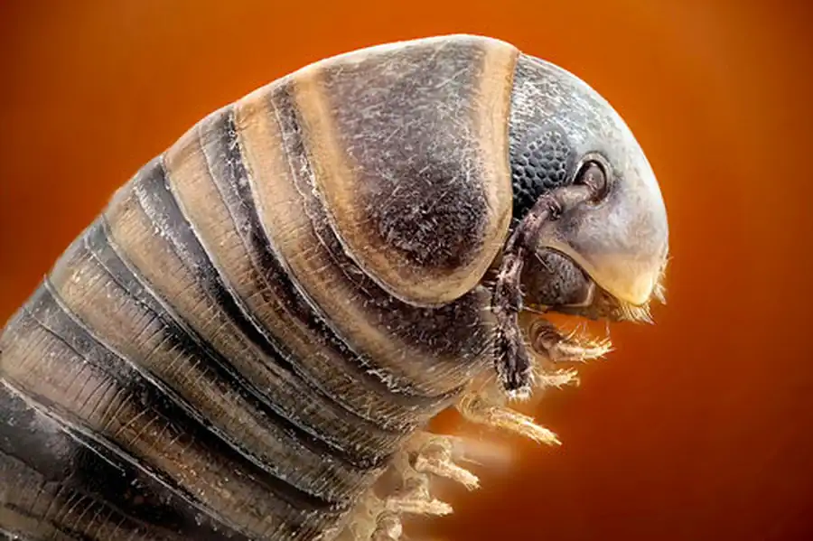 Класс Многоножки (Myriopoda)