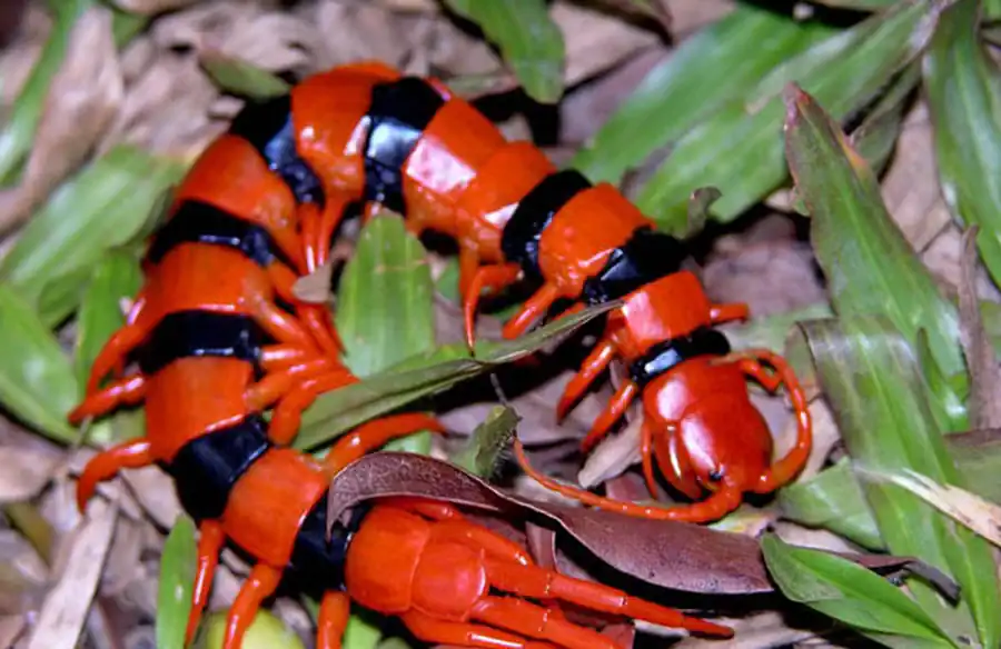 Подкласс Губоногие (Chilopoda)