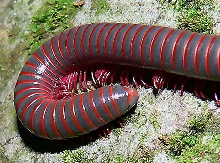 Подкласс Двупарноногие (Diplopoda)