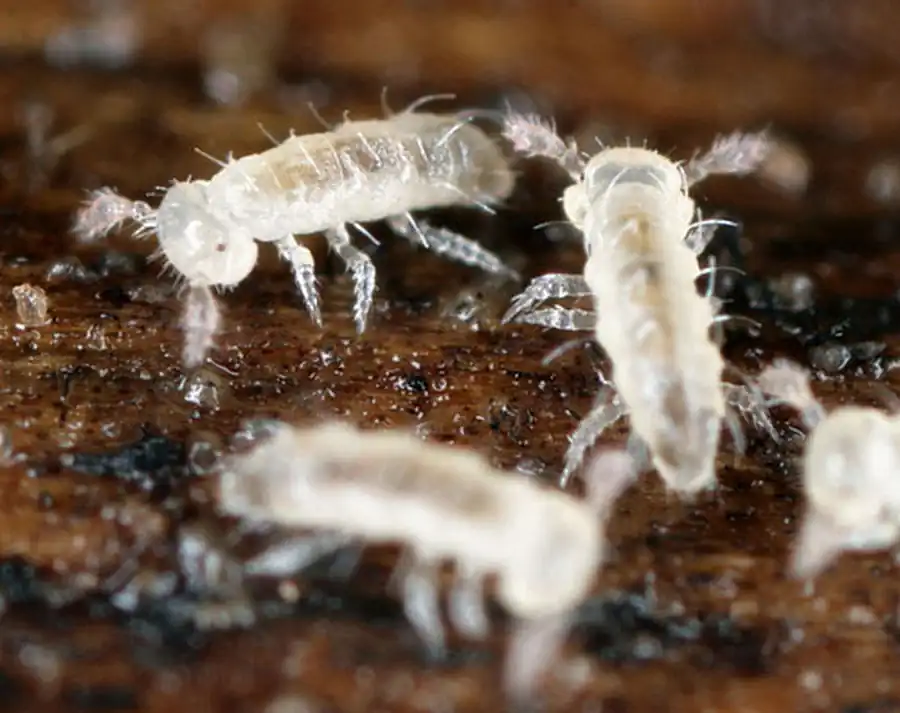 Подкласс Сколопендреллы (Symphyla)