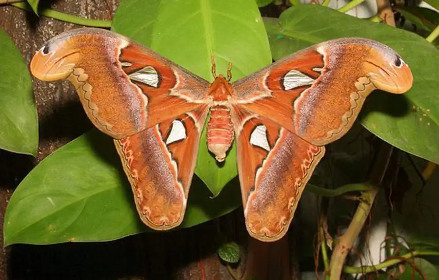 Класс Насекомые (Insecta)