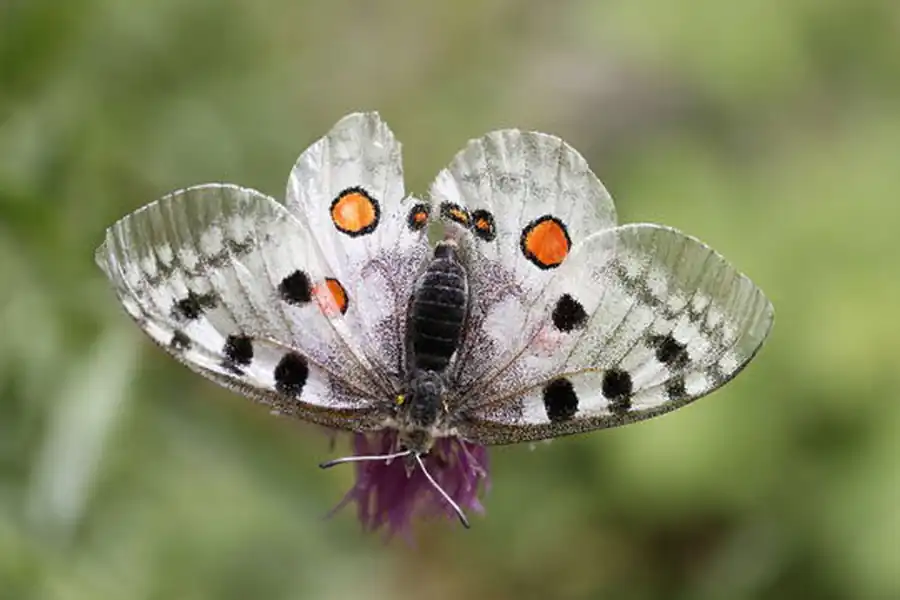 Классификация насекомых