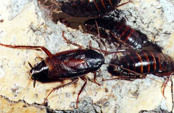 Черный таракан (Blatta orientalis)