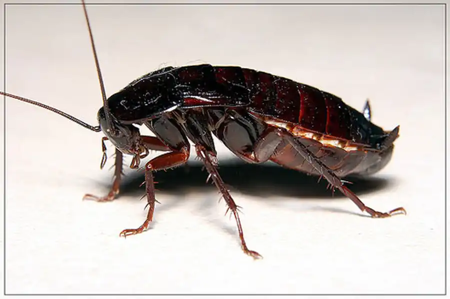 Кровеносная, дыхательная и выделительная системы черного таракана