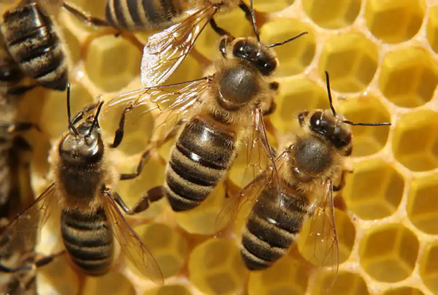 Медоносная пчела (Apis mellifera) - представитель класса насекомых