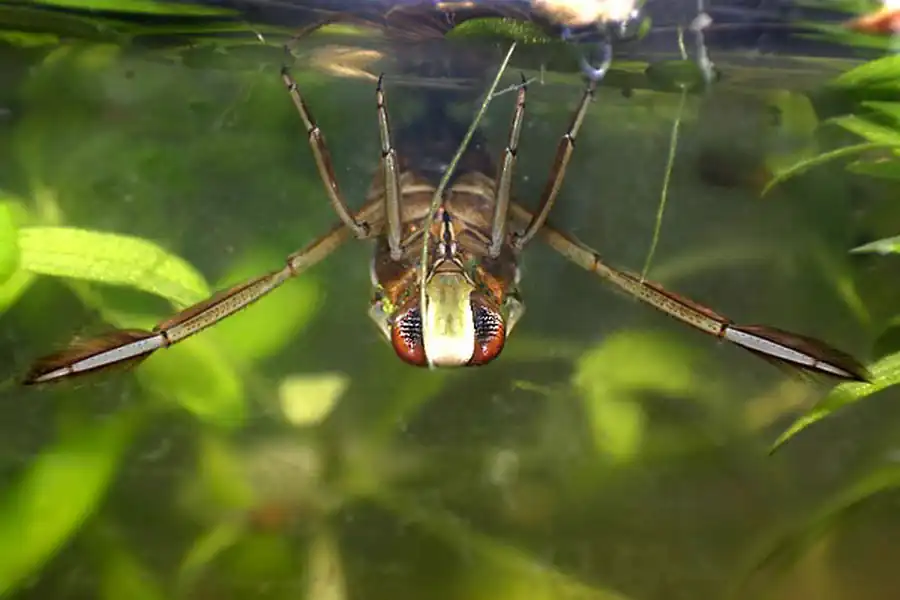 Кровеносная и дыхательная системы насекомых