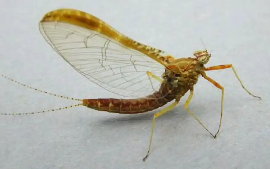 Отряд Поденки (Epnemeroptera)