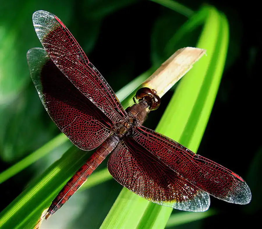 Отряд Стрекозы (Odonata)