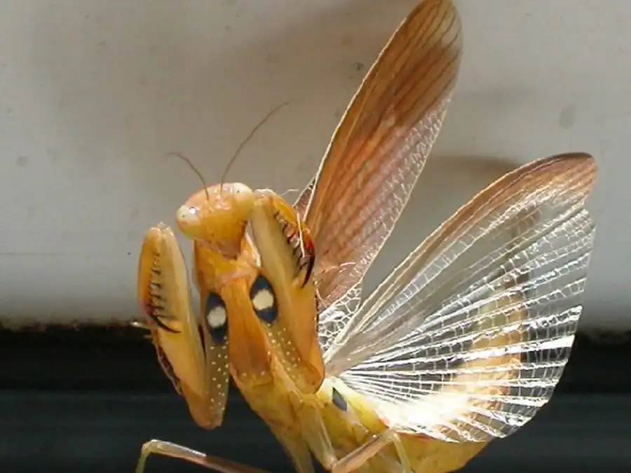 Отряд Таракановые (Blattodea) и отряд Богомолы (Mantodea)