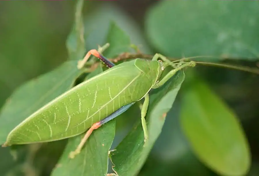 Отряд Прямокрылые (Orthoptera, или Saltatoria)