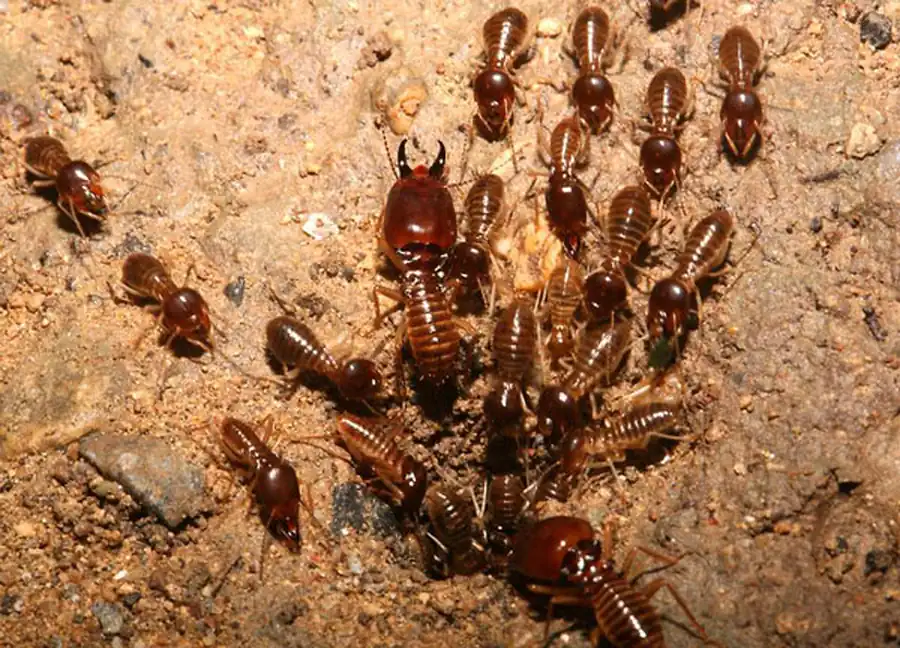 Отряд Термиты (Isoptera)