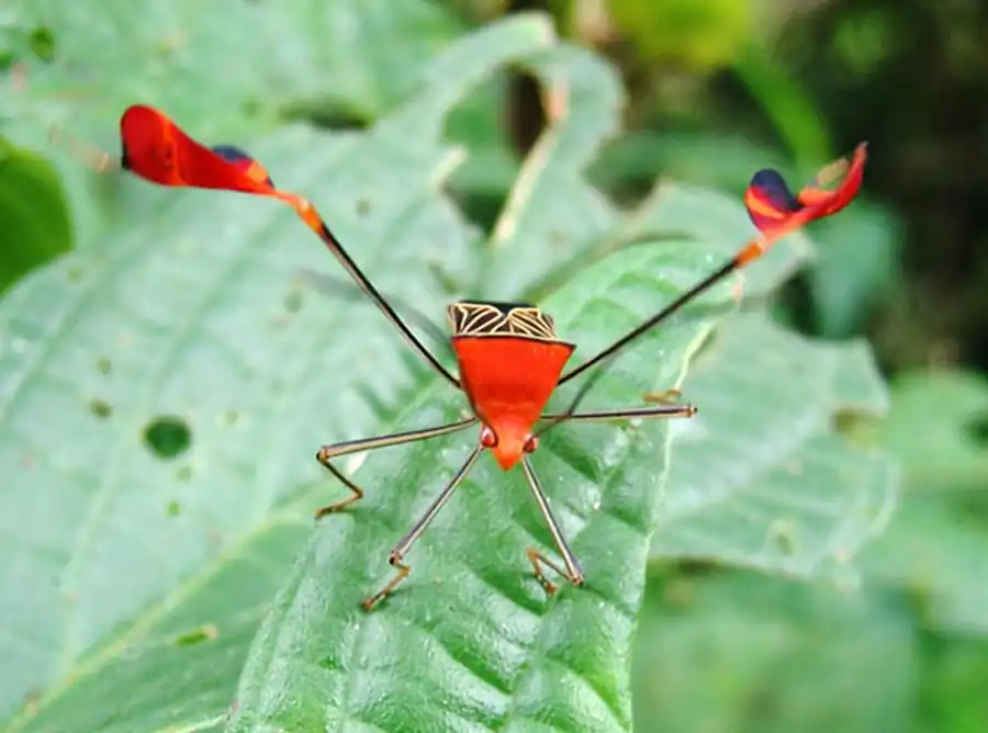 Отряд Членистохоботные (Rhynchota)