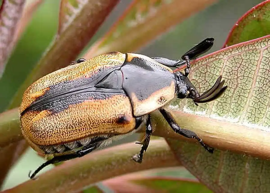 Отряд Жесткокрылые, или Жуки (Coleoptera)