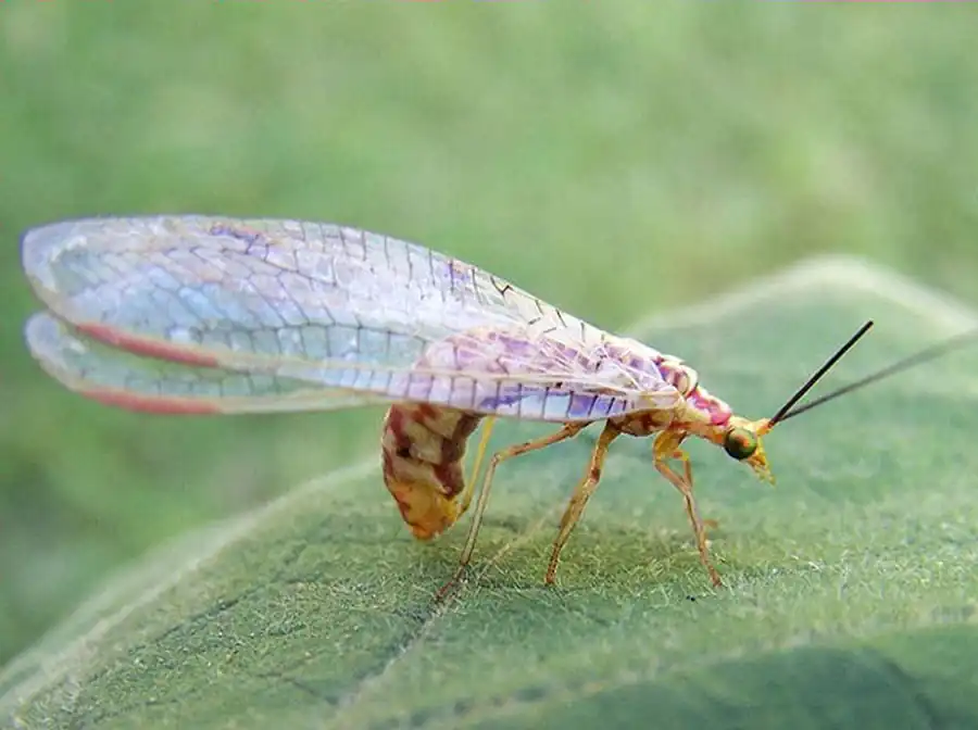 Отряд Сетчатокрылые (Neuroptera)