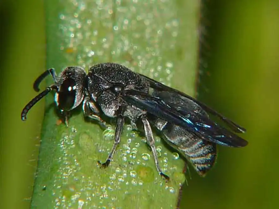 Отряд Перепончатокрылые (Hymenoptera)