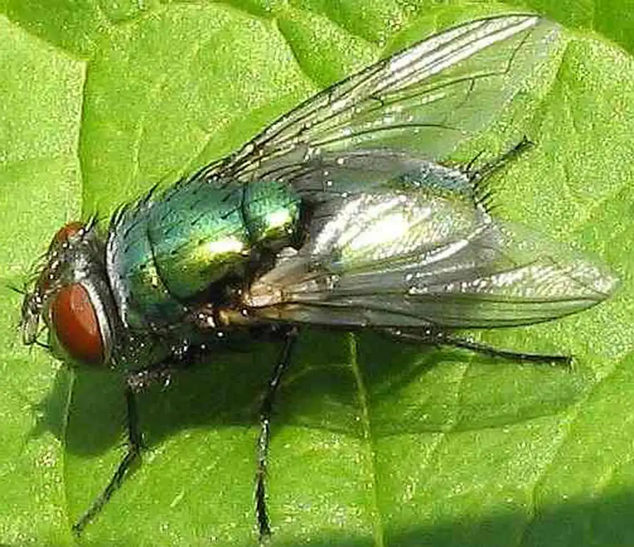 Отряд Двукрылые (Diptera)